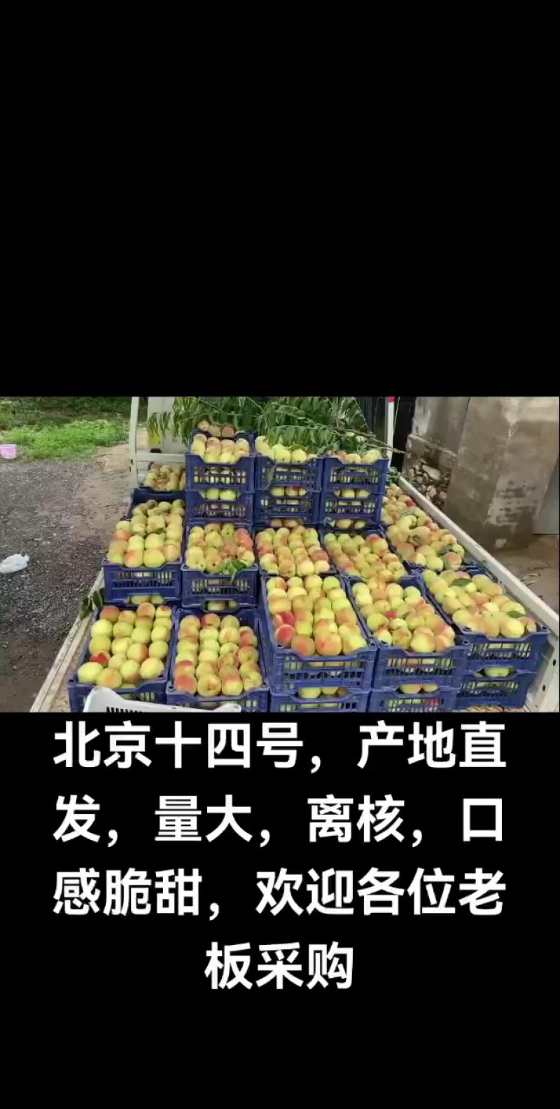 北京十四号，量大，离核，颜色好，口感脆甜。