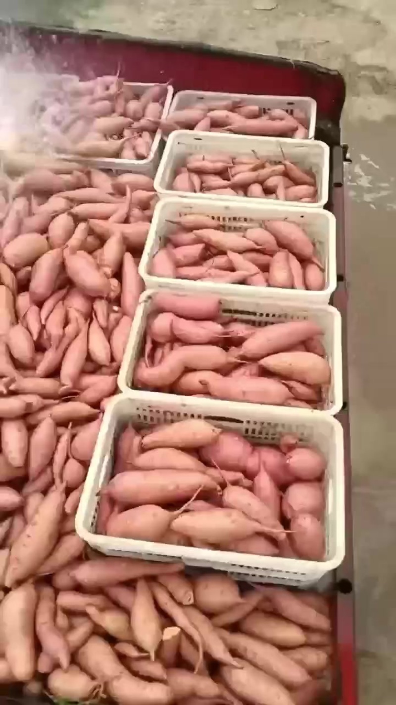 烟薯25