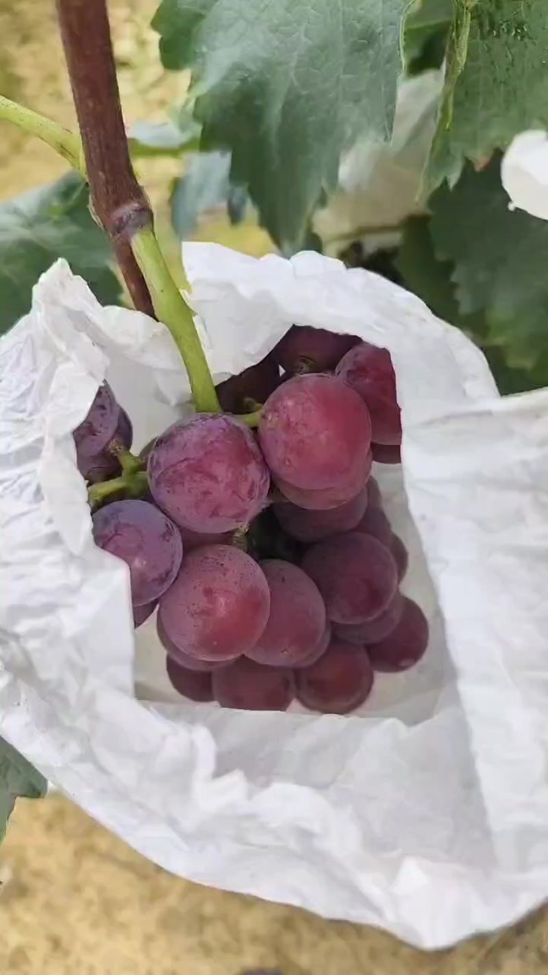 巨峰葡萄成都龙泉