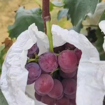 巨峰葡萄成都龙泉