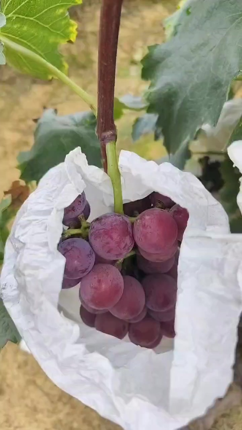 巨峰葡萄成都龙泉