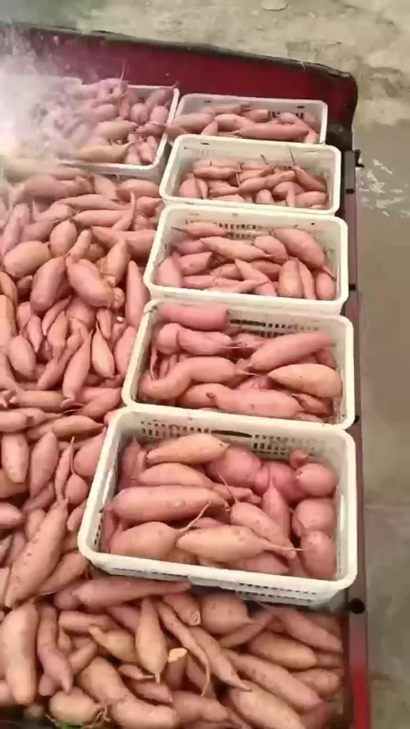 烟薯25