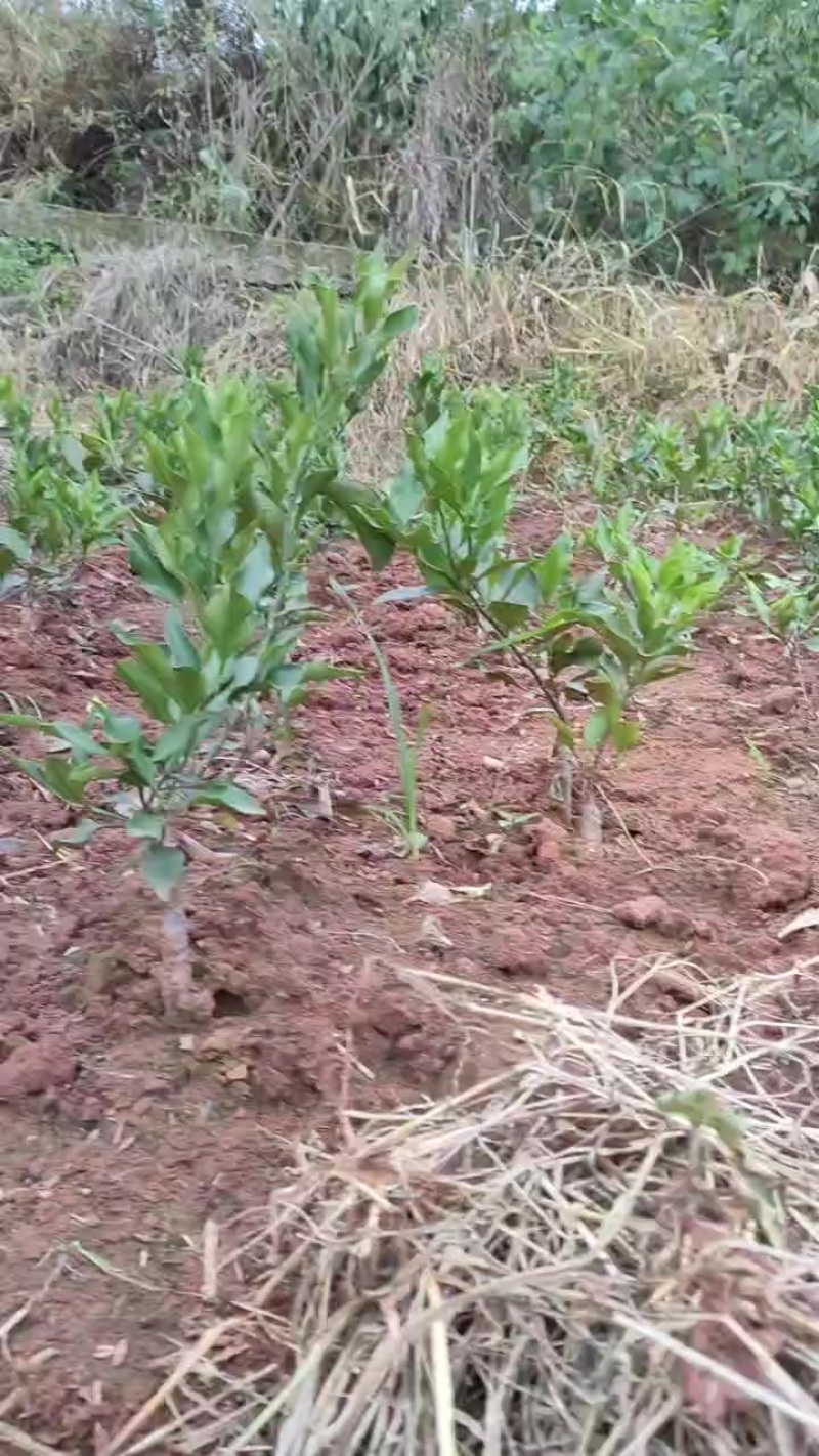 爱媛46号(阿蜜达)柑橘苗枳壳粘木