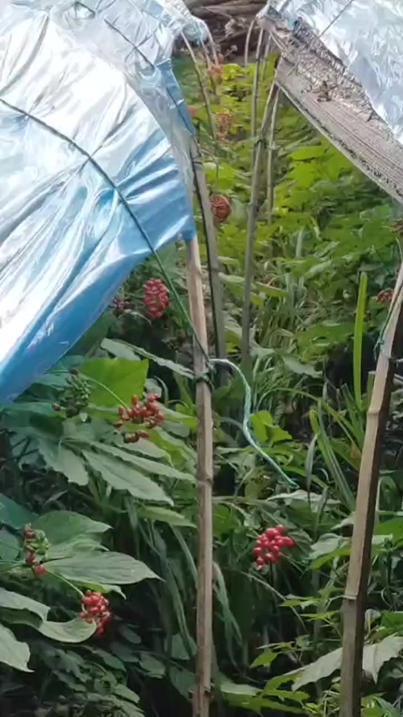 人参籽