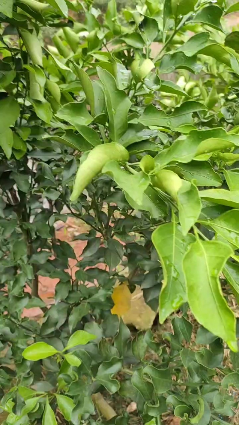 爱媛46号(阿蜜达)柑橘苗枳壳粘木