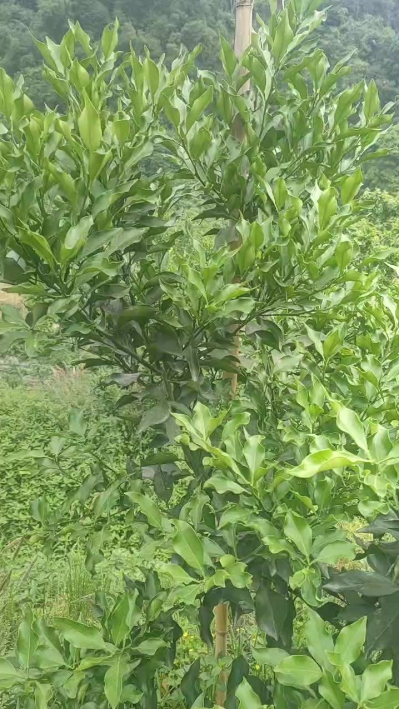 爱媛46号(阿蜜达)柑橘苗枳壳粘木