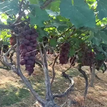 巨峰葡萄