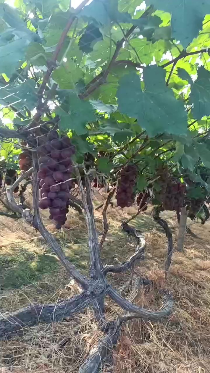 巨峰葡萄
