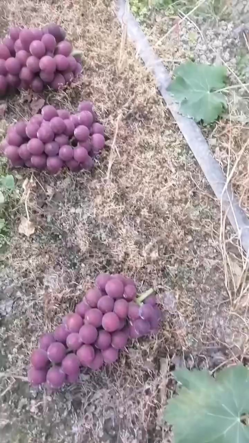 巨峰葡萄