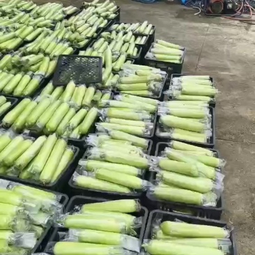 白玉丝瓜