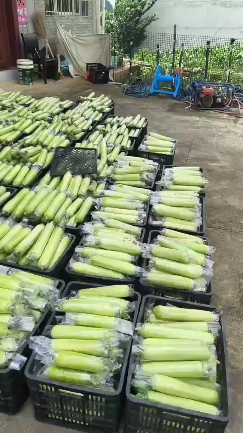 白玉丝瓜