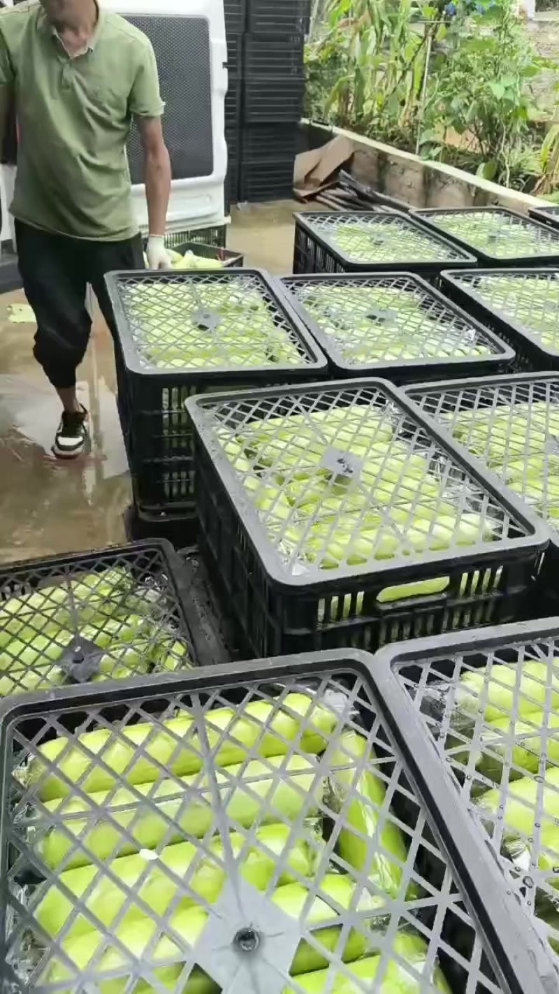 白玉丝瓜