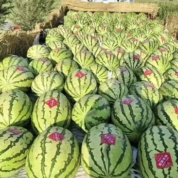 金花一号