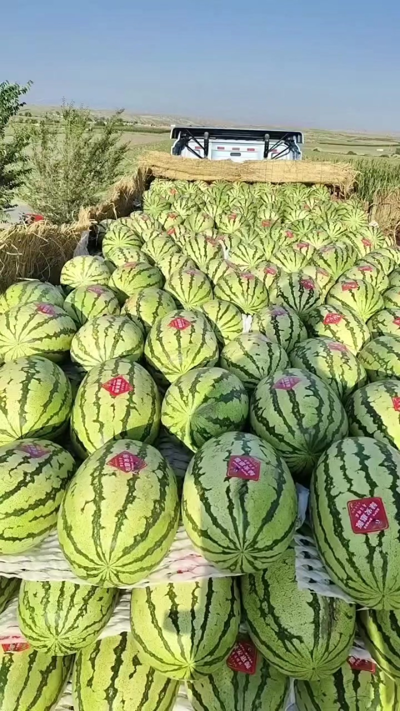 金花一号