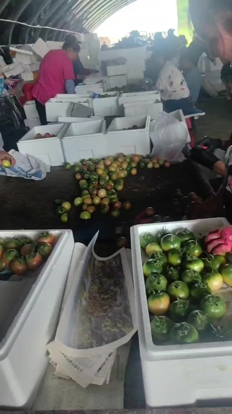草莓柿子
