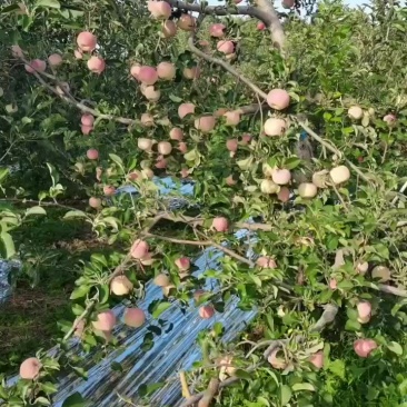 秦阳苹果