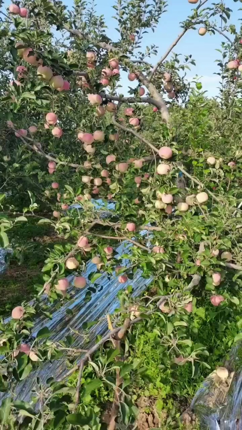 秦阳苹果