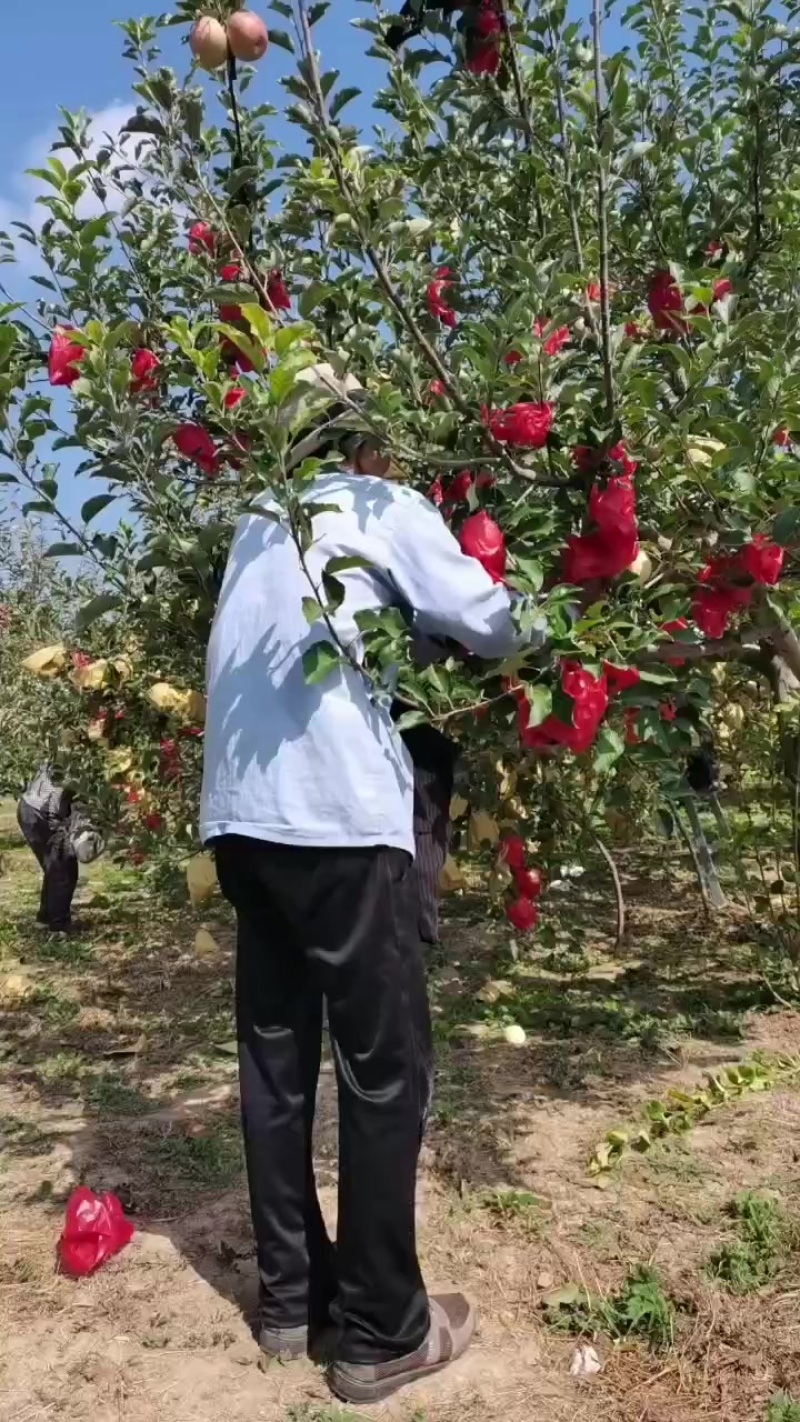 秦阳苹果