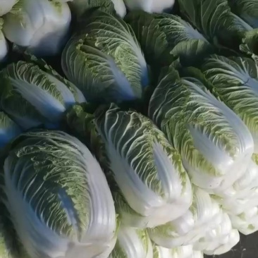 白菜