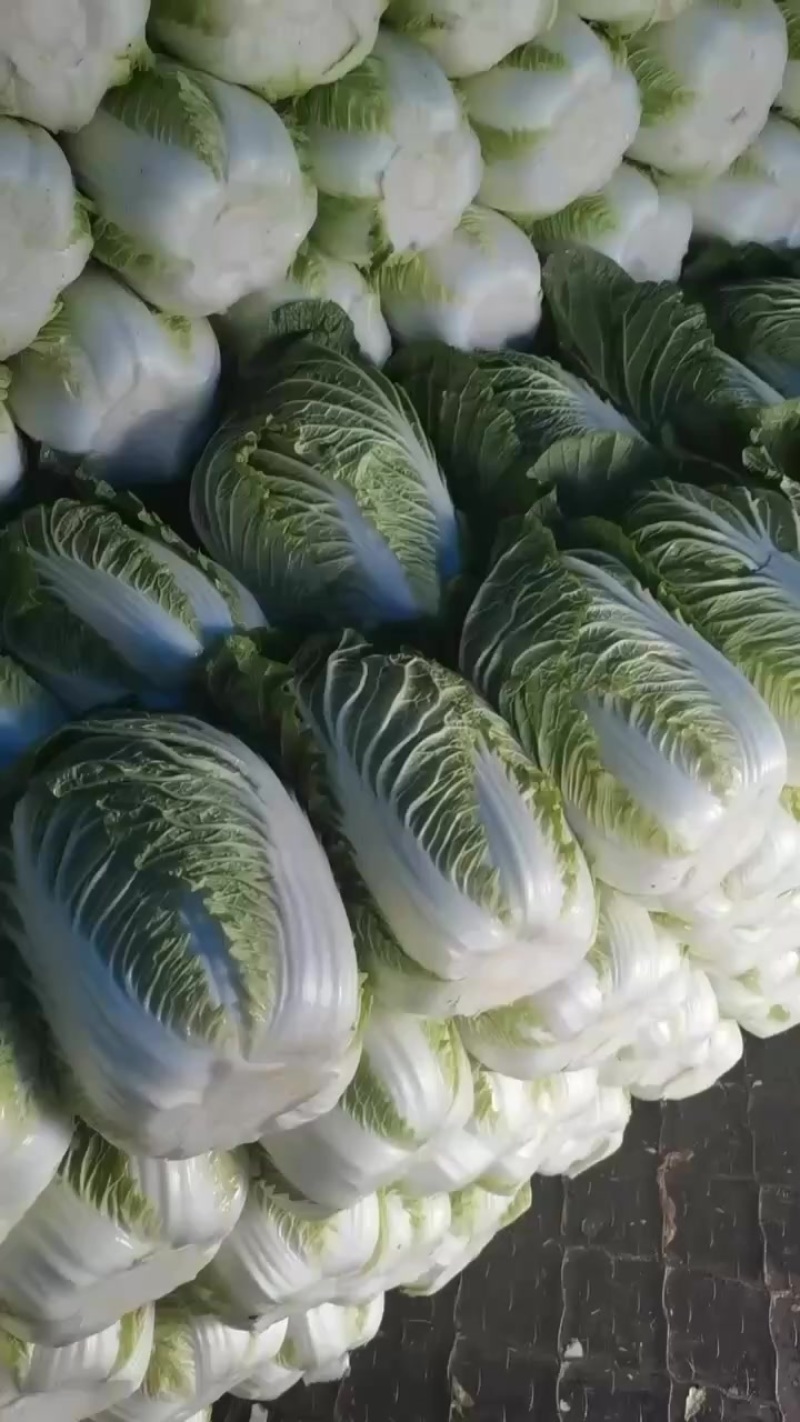 白菜