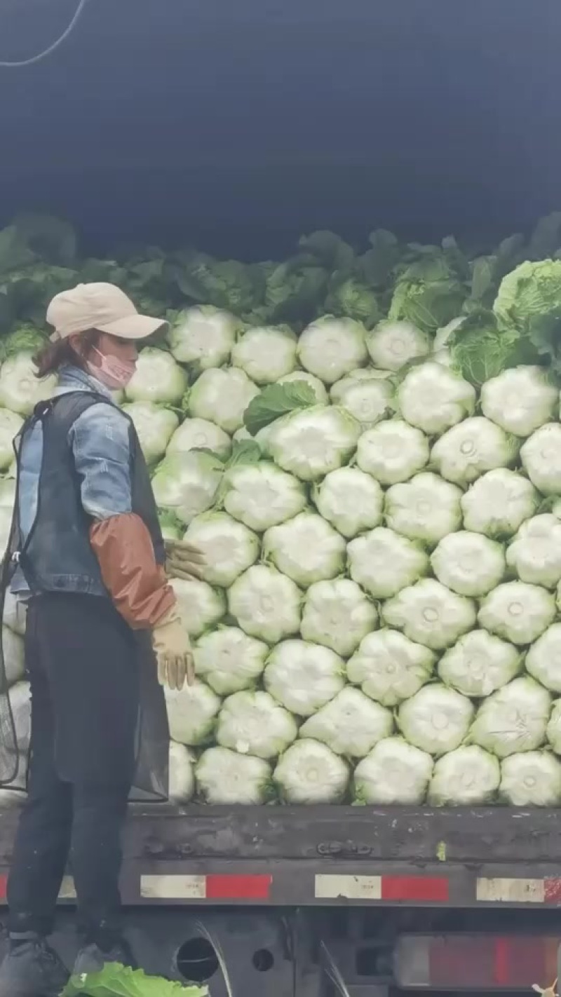 白菜