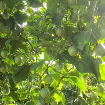 黄金百香果，钦蜜9号