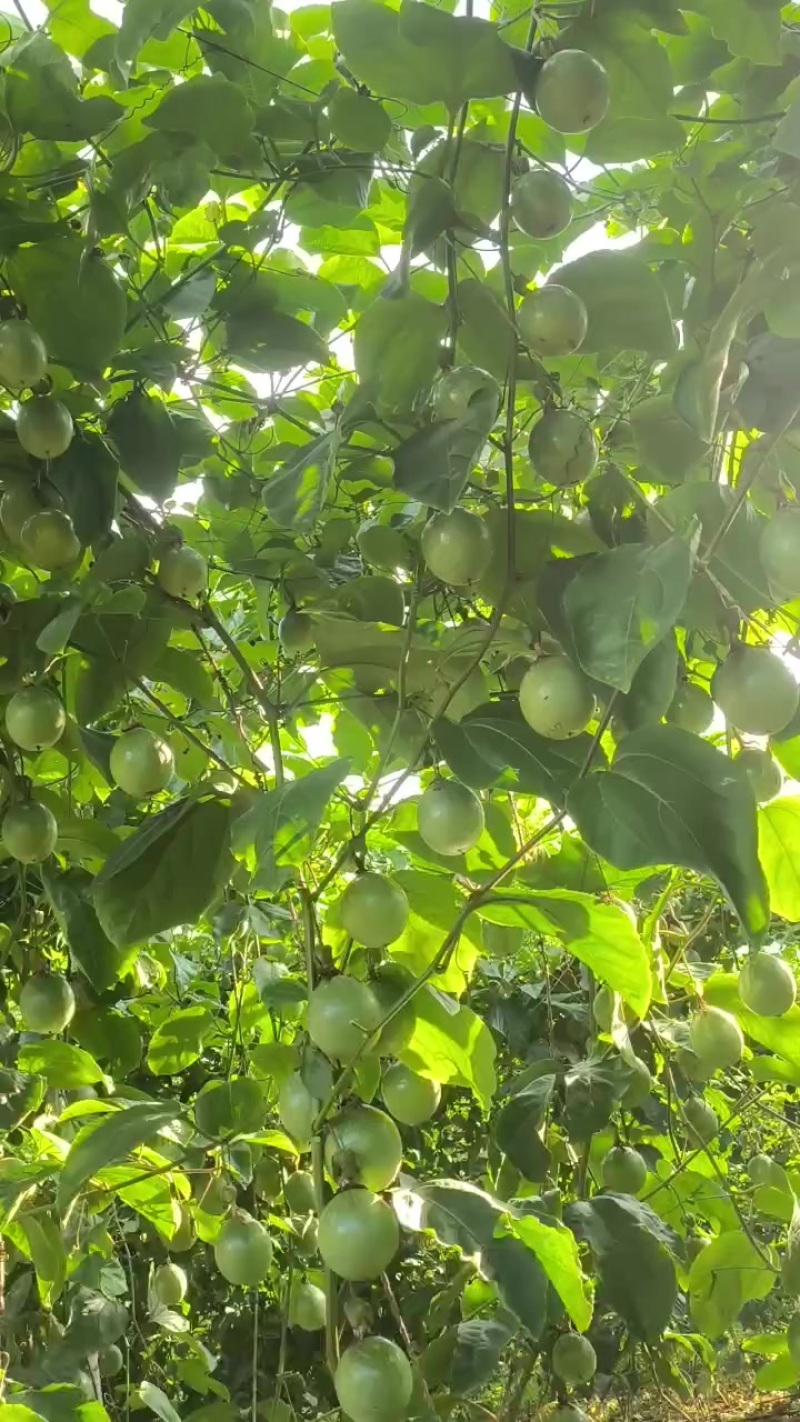 黄金百香果，钦蜜9号