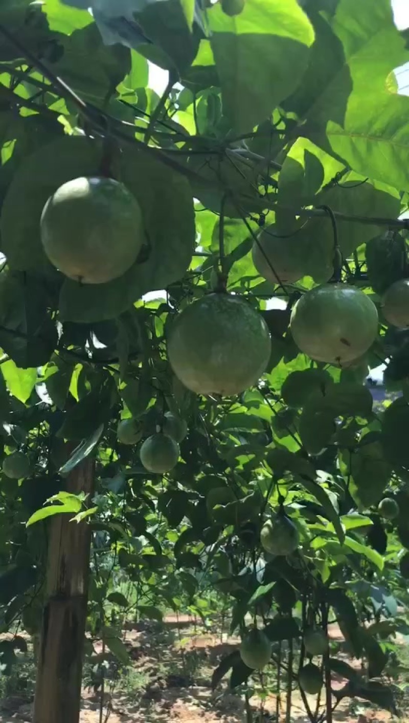 百香果
