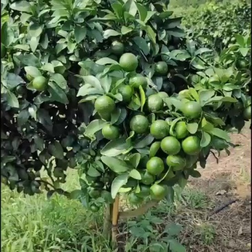 金秋沙糖桔预订中，有想法的可以联系