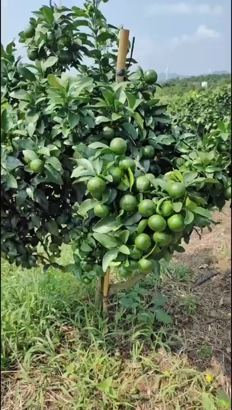 金秋沙糖桔预订中，有想法的可以联系