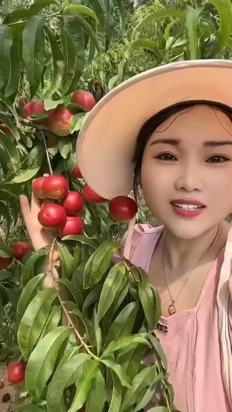 珍珠枣油桃三号大量上市，对接各大平台，档口，电商，支持一