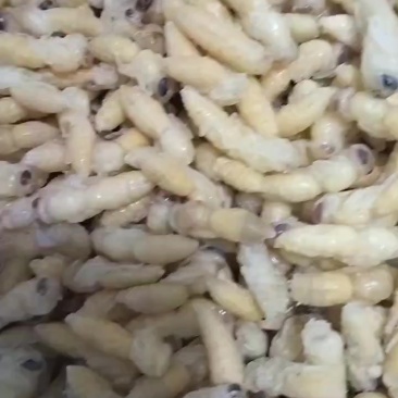 蜂蛹供货