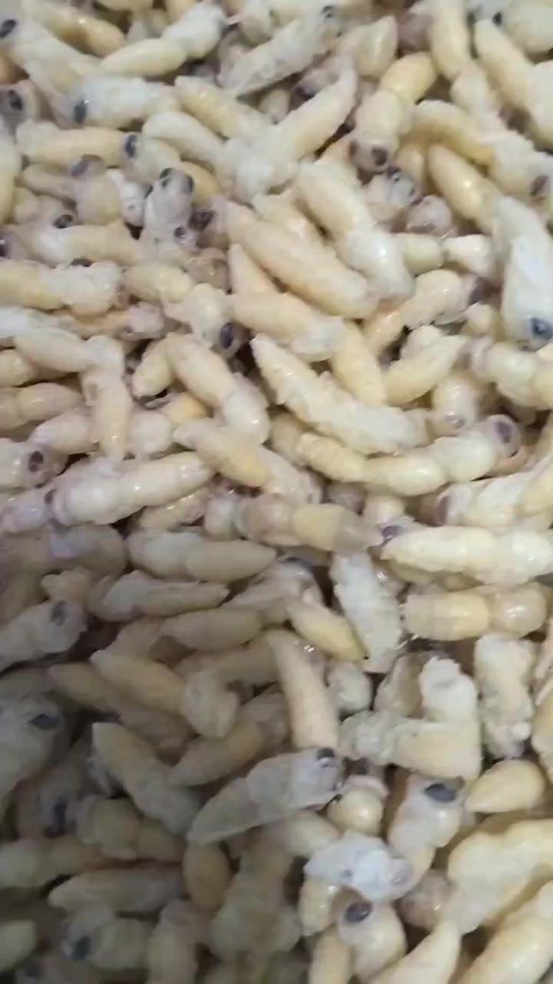 蜂蛹供货
