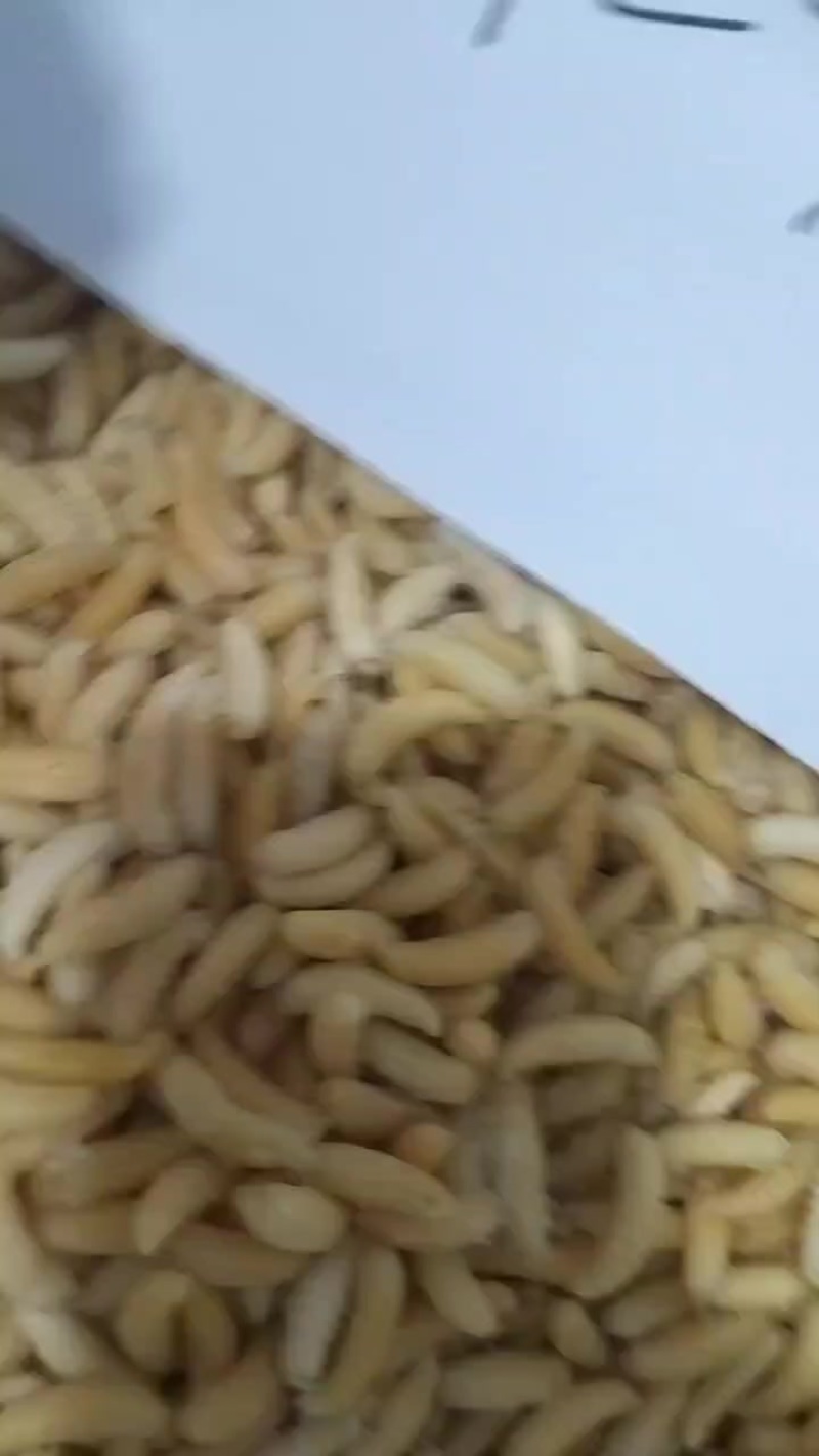 蜂蛹供货