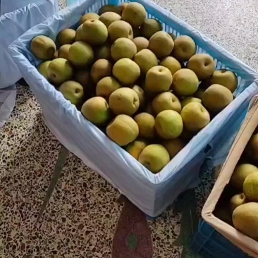 浙江海宁的翠冠梨