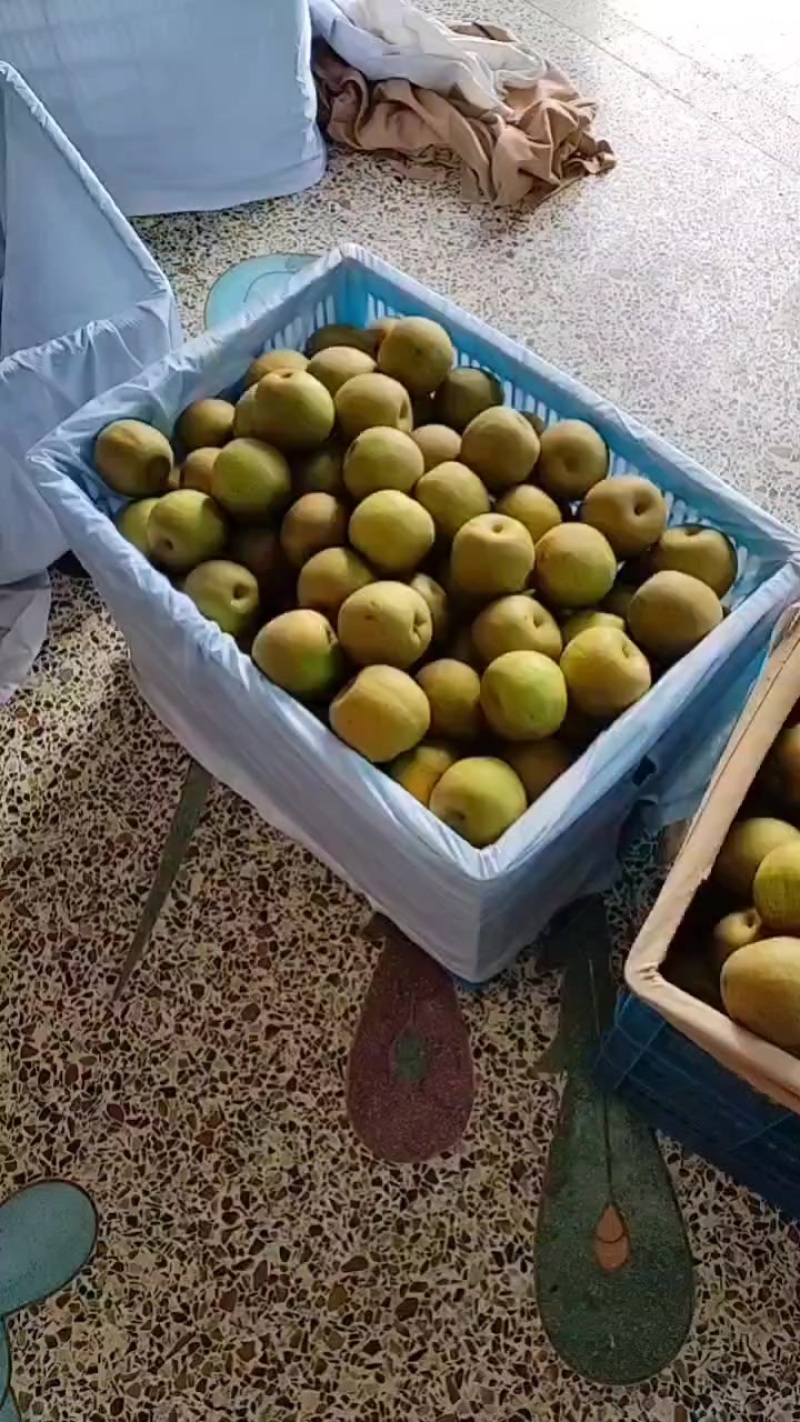 浙江海宁的翠冠梨