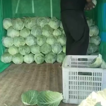 厚皮甘蓝，大量有货，需要的老板联系我