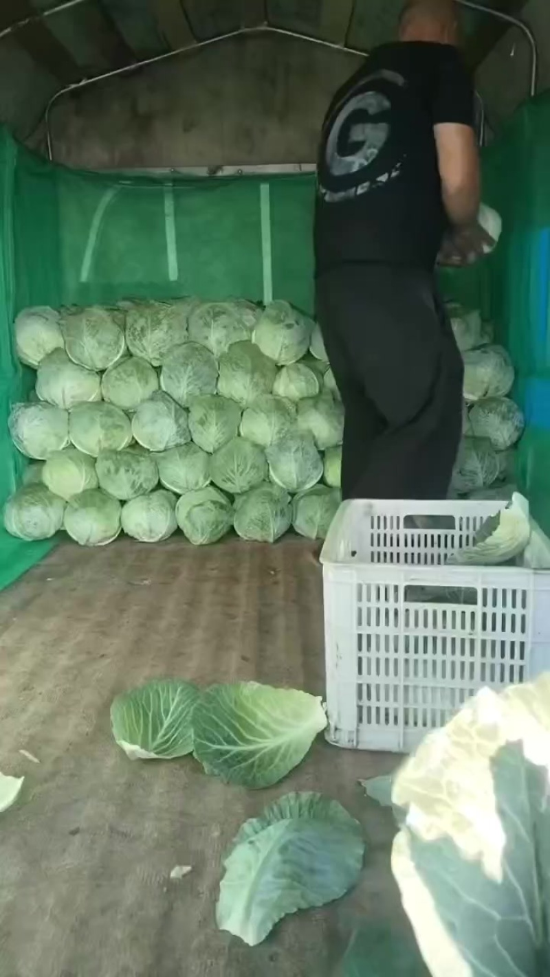 厚皮甘蓝，大量有货，需要的老板联系我