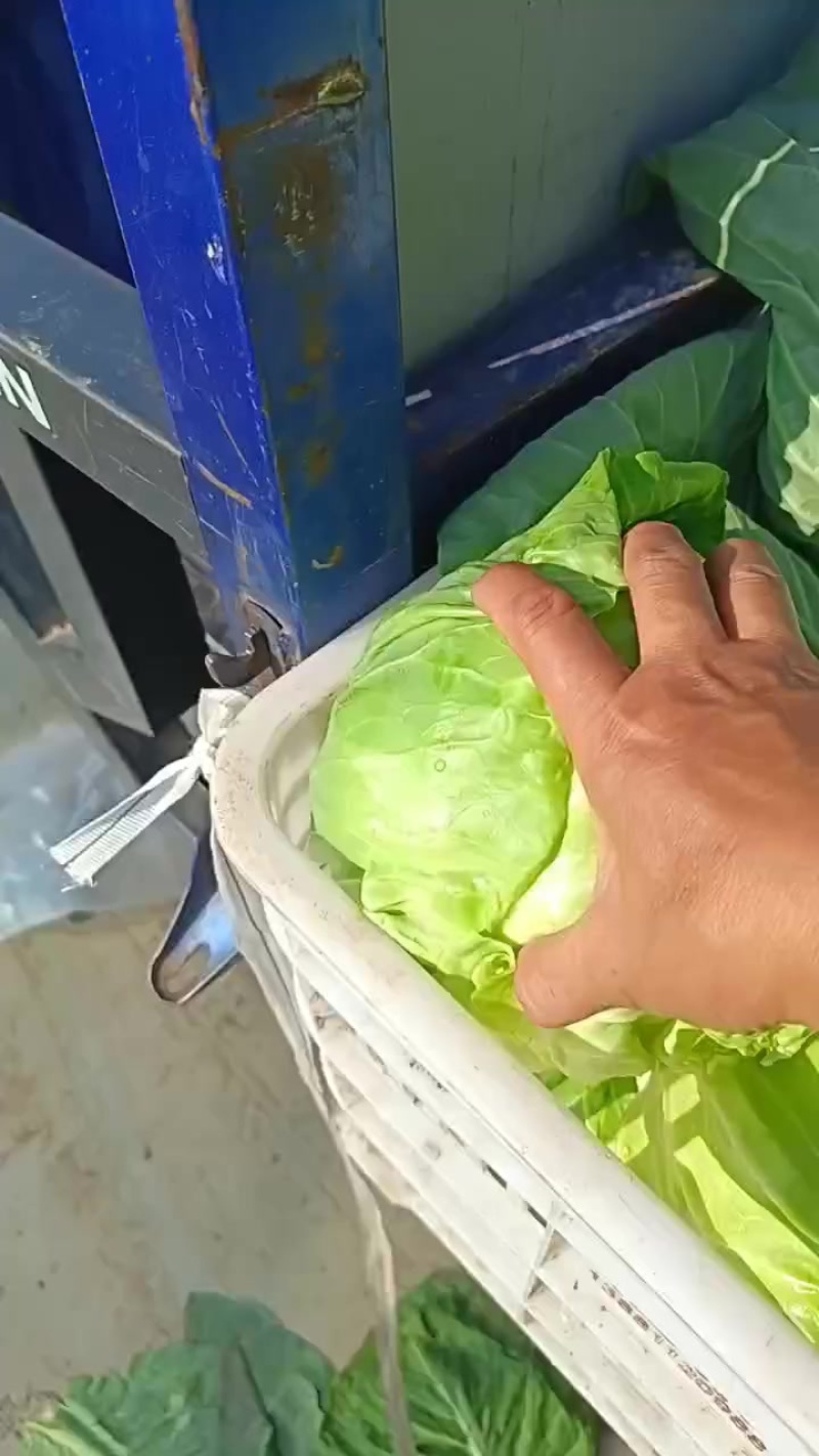 厚皮甘蓝，大量有货，需要的老板联系我