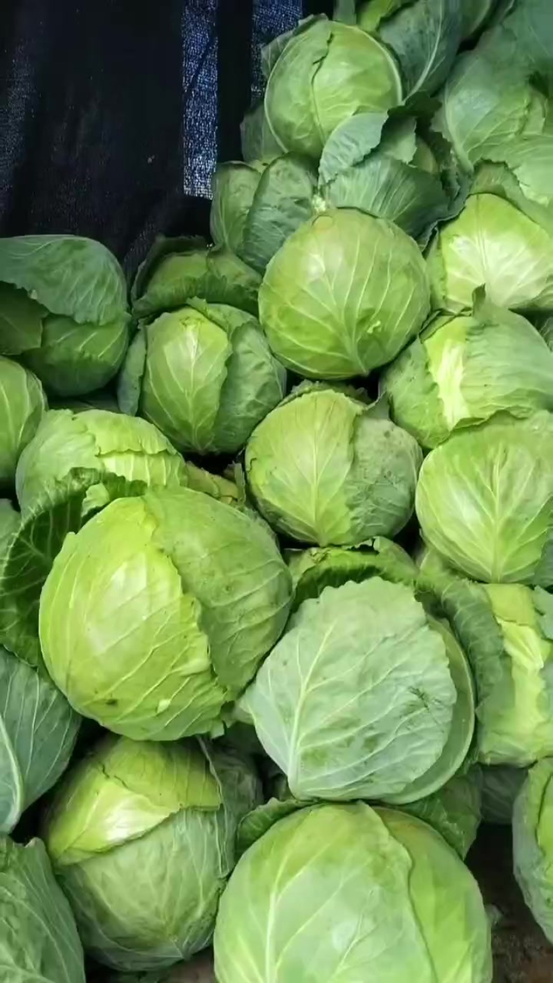 厚皮甘蓝菜，大量有货，需要的客户联系我
