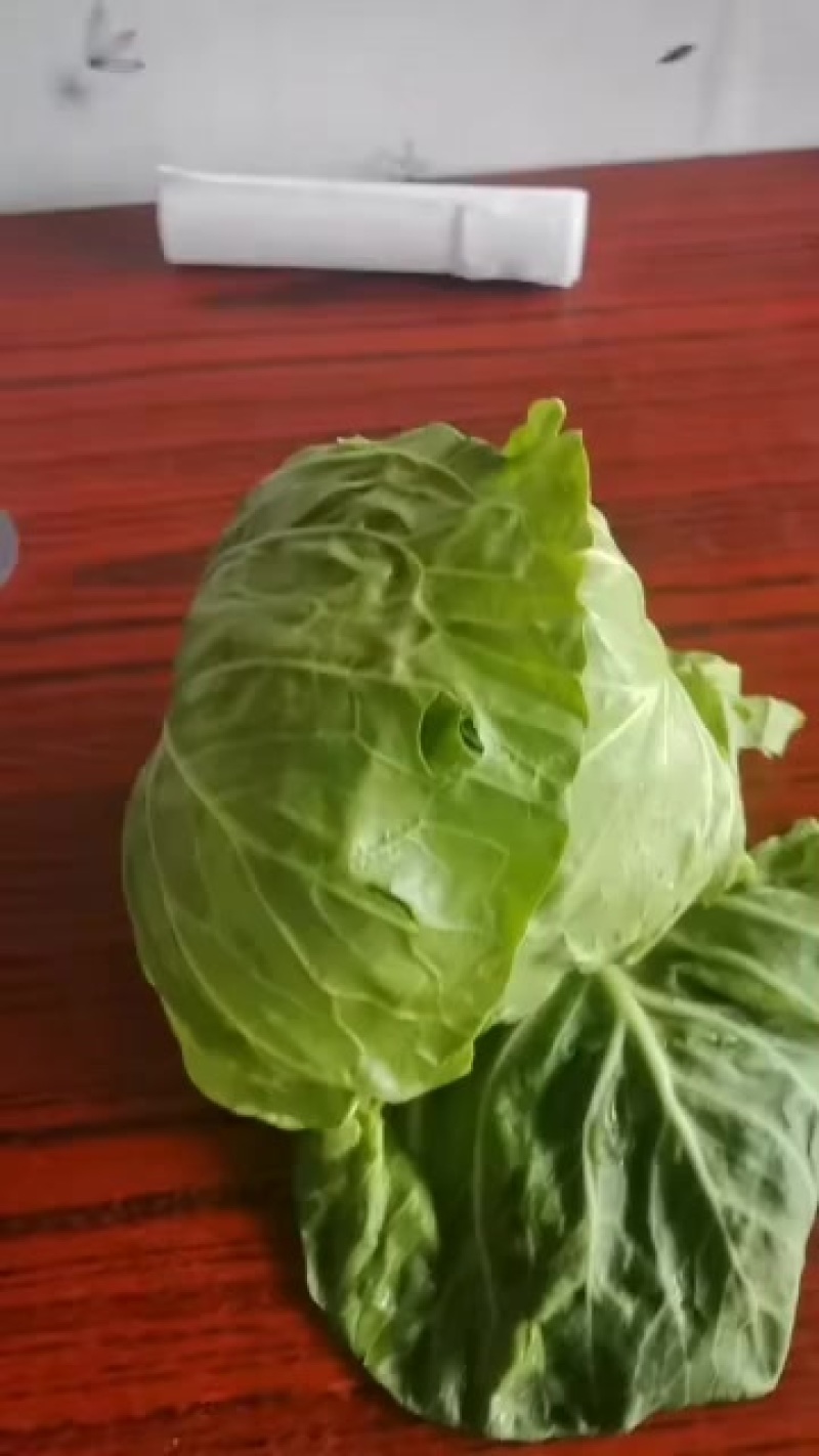 厚皮甘蓝菜，大量有货，需要的客户联系我
