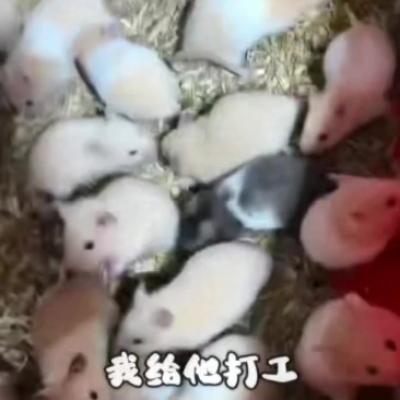 金丝熊宠物鼠