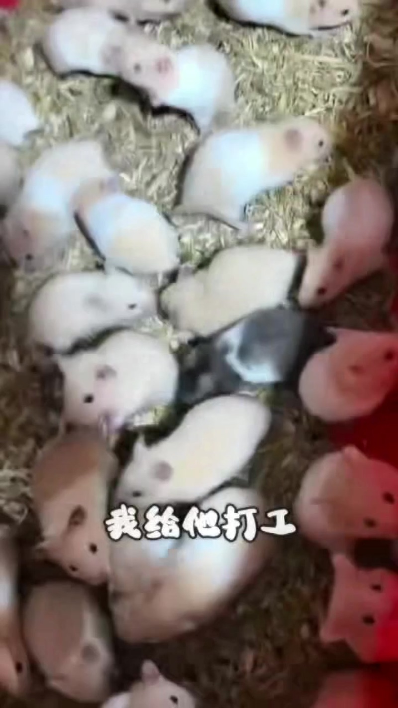 金丝熊宠物鼠