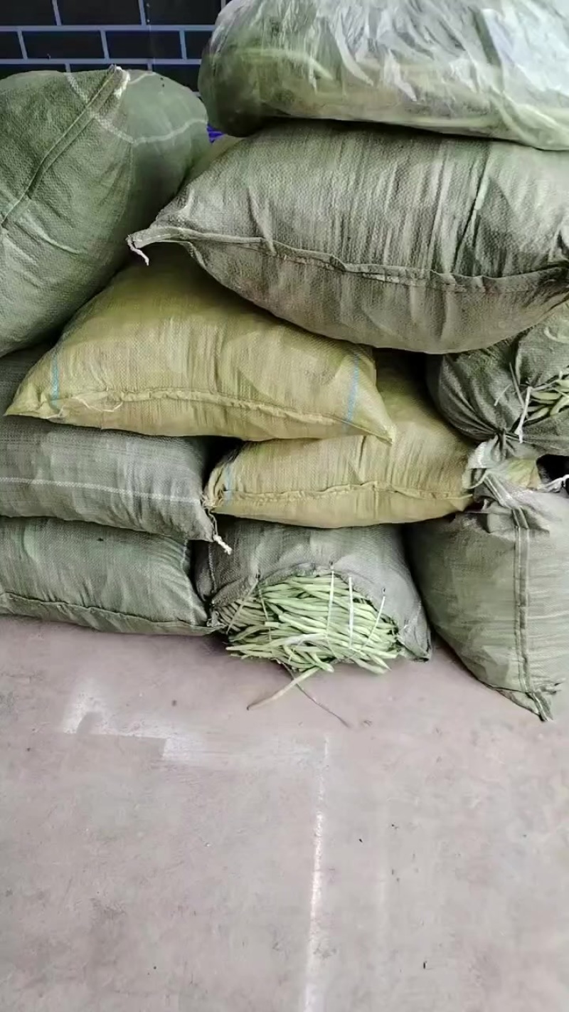 甘肃省陇南市成县架豆大量销售！