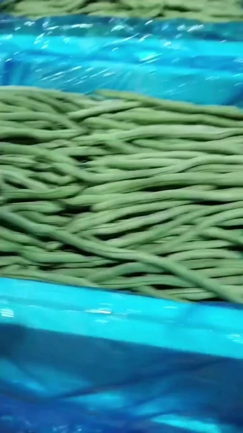 甘肃省陇南市成县架豆大量销售！
