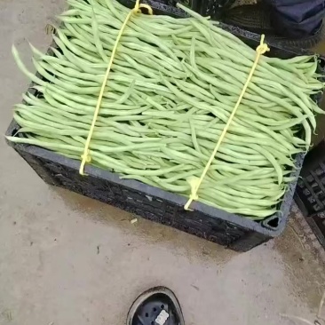 甘肃省陇南市成县架豆大量销售！