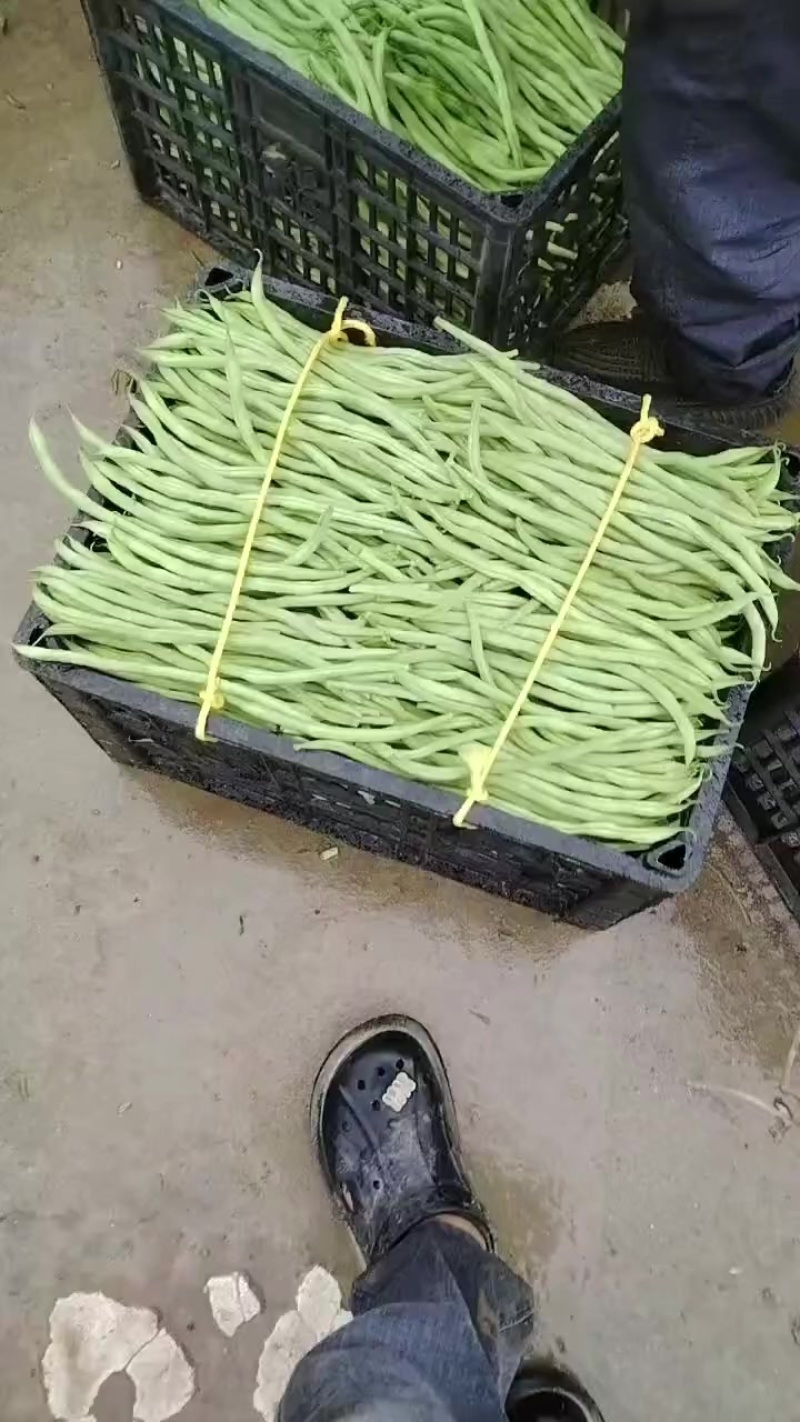 甘肃省陇南市成县架豆大量销售！