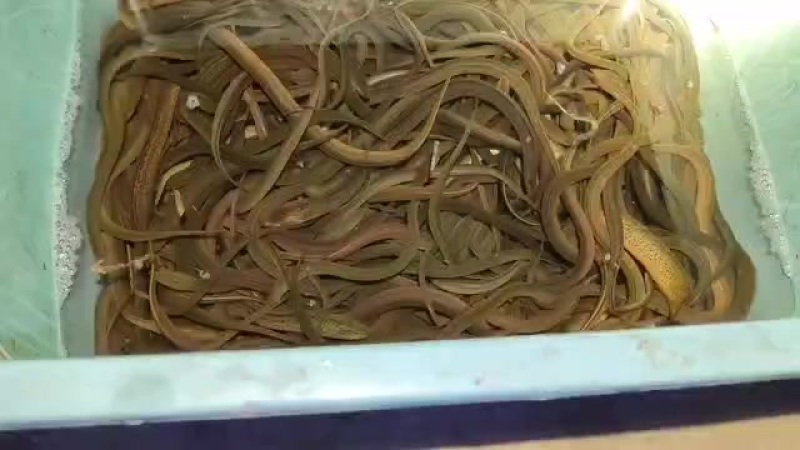 自提不快递价格详谈电话先联系