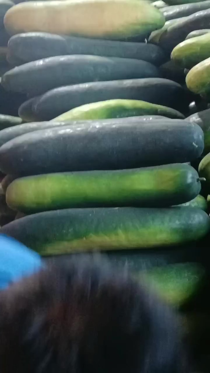 精品黑冬瓜走车中