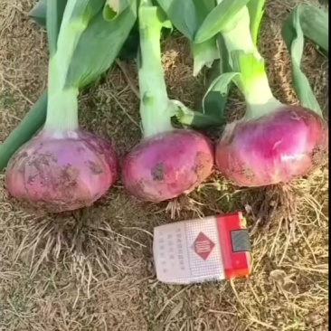 精品洋葱